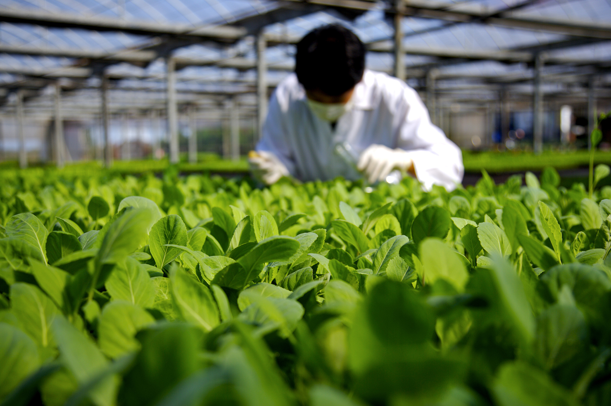 山东省农业技术推广中心举办2025年盐碱地农作物绿色高效生产关键技术示范推广项目观摩培训活动